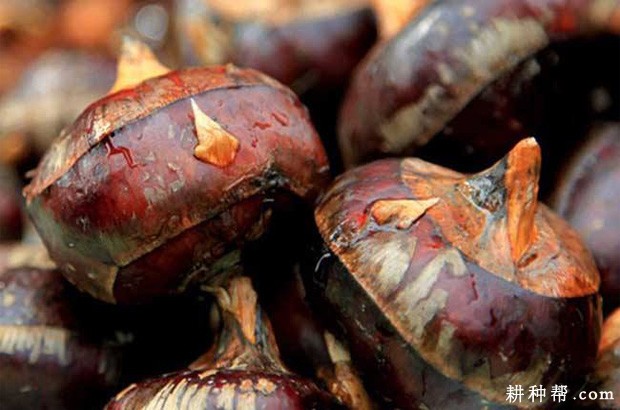 吃马蹄有什么好处？