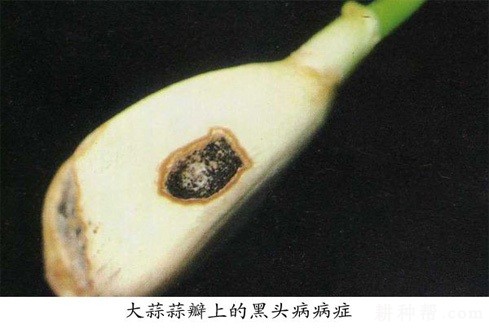 大蒜黑头病如何防治？