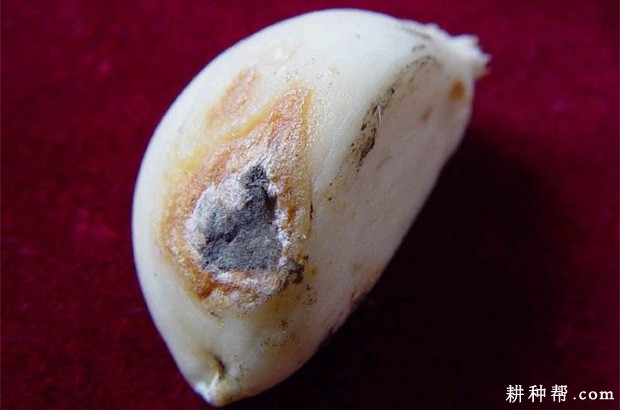 大蒜黑头病如何防治？