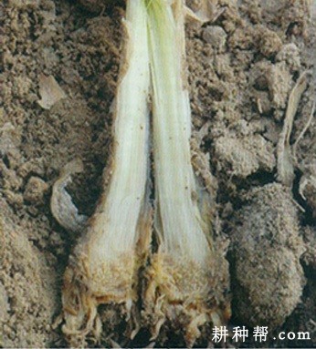 大蒜干腐病如何防治？