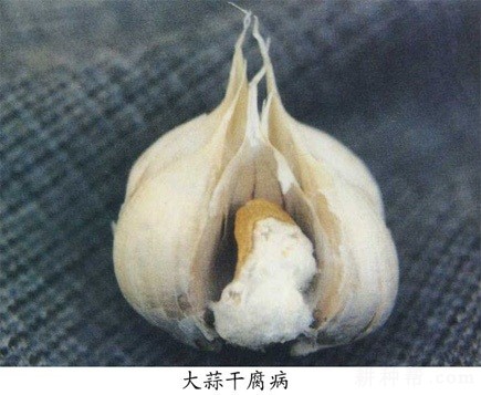 大蒜干腐病如何防治？