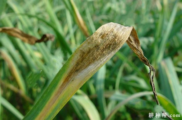 大蒜干腐病如何防治？