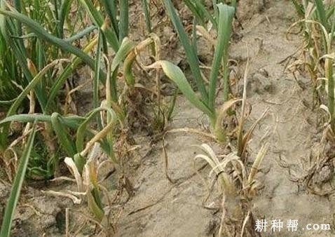 大蒜干腐病如何防治？