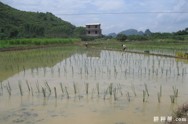 马蹄如何移栽定植？