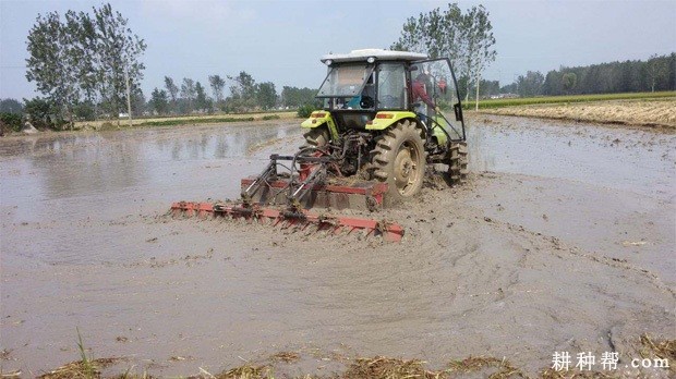 马蹄如何移栽定植？