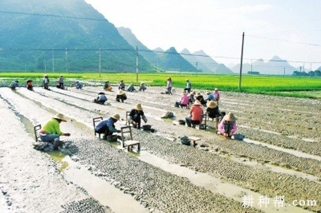 马蹄怎么样育苗？