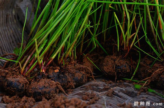 马蹄怎么样育苗？