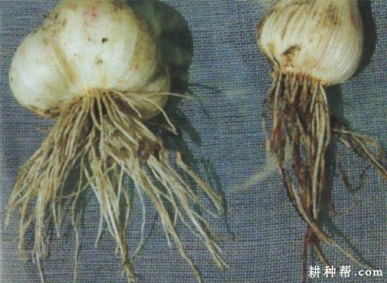 大蒜红根腐病如何防治？