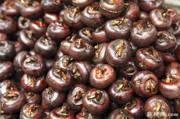 马蹄种荠如何消毒？