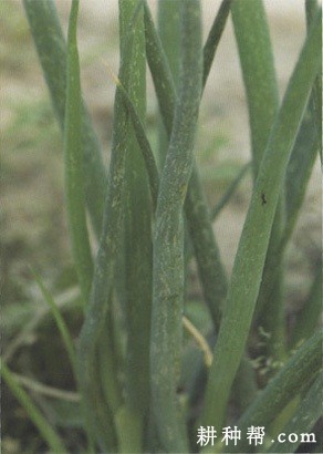 香葱如何防治葱蓟马？