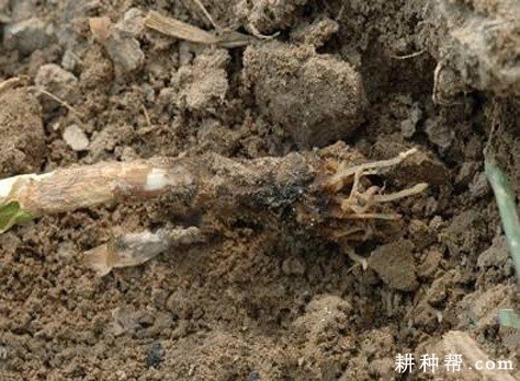 大蒜红根腐病如何防治？