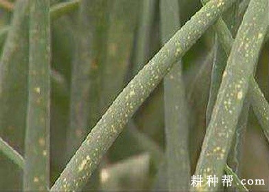 香葱如何防治葱蓟马？