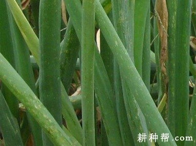 香葱如何防治葱蓟马？