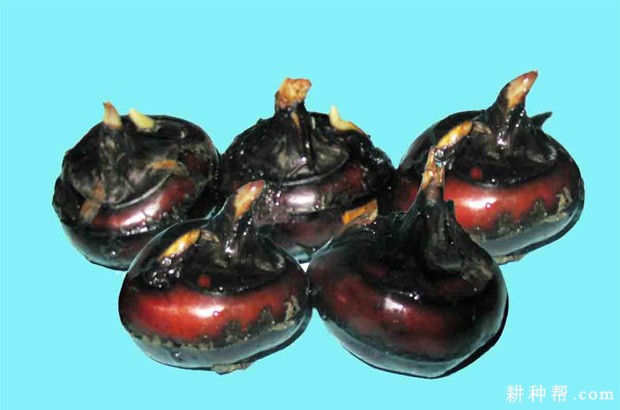 马蹄品种怎么选择？