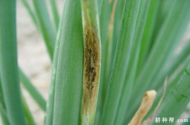 香葱黑斑病如何防治？