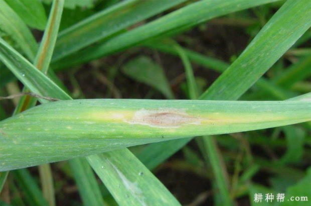 大蒜灰叶斑病如何防治？