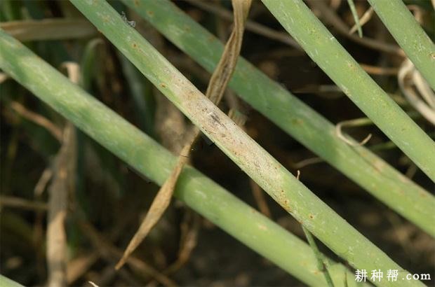 香葱黑斑病如何防治？