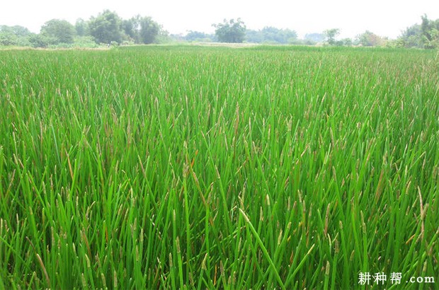 马蹄适宜什么时候种植？