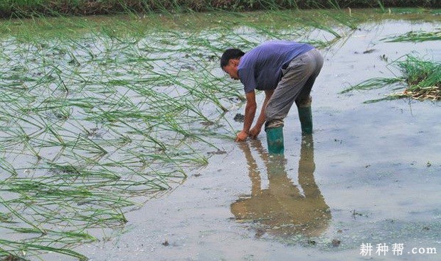 马蹄适宜什么时候种植？