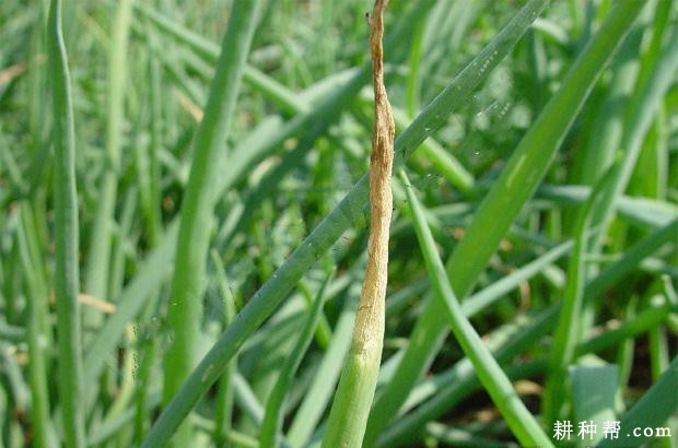 香葱褐斑病如何防治？