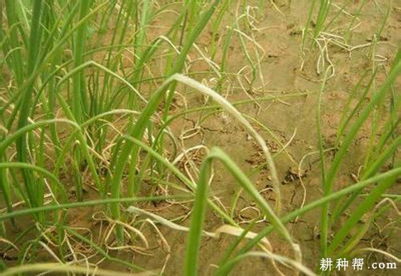 香葱褐斑病如何防治？