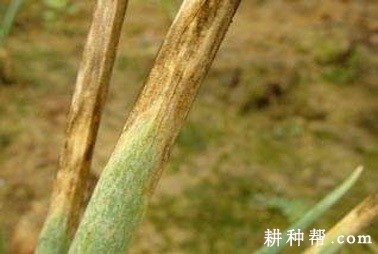 香葱褐斑病如何防治？