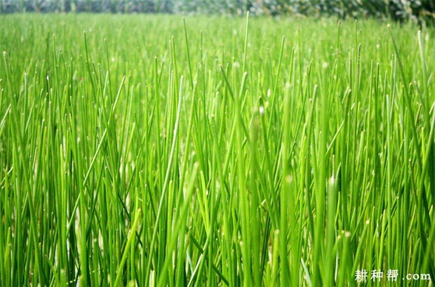 马蹄适宜的生长环境是怎么样？