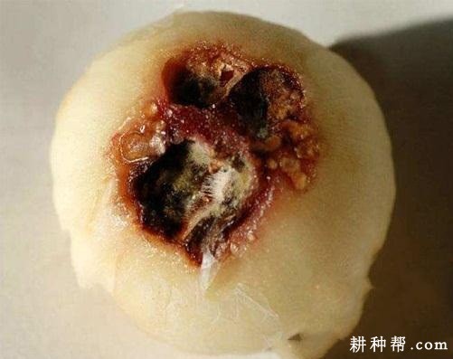 大蒜红腐病如何防治? 大蒜红腐病如何防治?