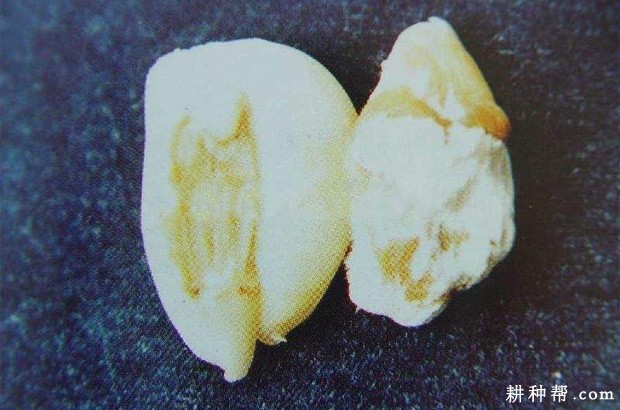 大蒜红腐病如何防治? 大蒜红腐病如何防治?