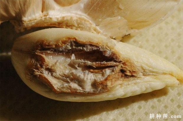 大蒜红腐病如何防治? 大蒜红腐病如何防治?