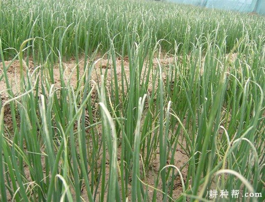 香葱霜霉病如何防治？