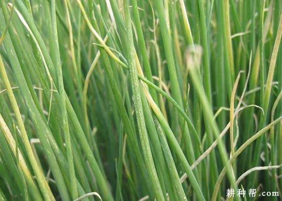 香葱霜霉病如何防治？