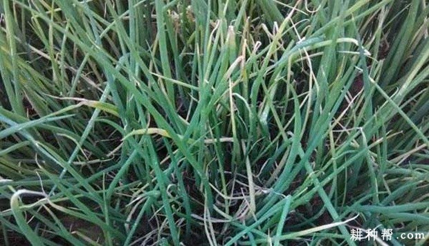 香葱霜霉病如何防治？