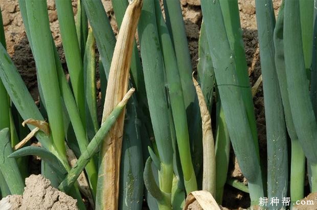 香葱白腐病如何防治？