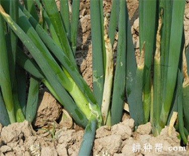 香葱白腐病如何防治？