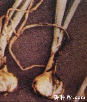 大蒜黑粉病如何防治？