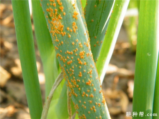 香葱锈病如何防治？