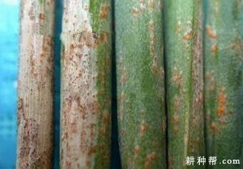 香葱锈病如何防治？
