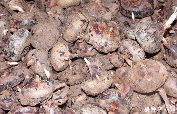 马蹄怎么样留种？