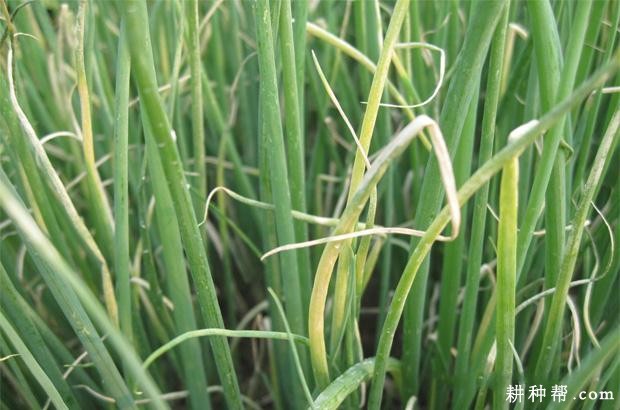 香葱灰霉病如何防治？