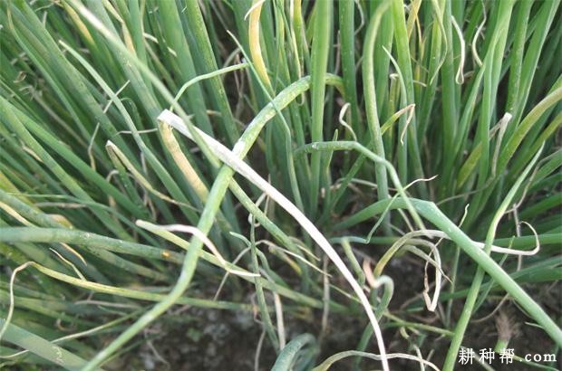 香葱灰霉病如何防治？