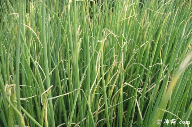 香葱灰霉病如何防治？