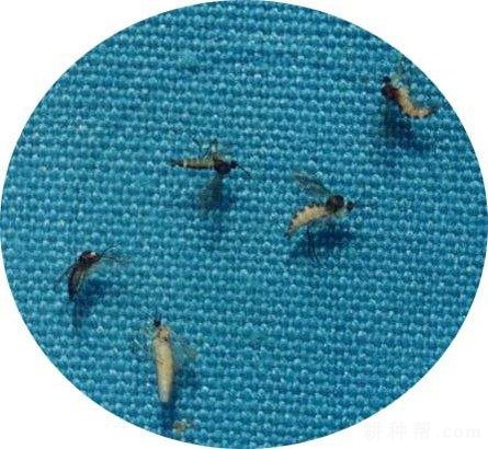 大蒜如何防治韭菜迟眼蕈蚊？