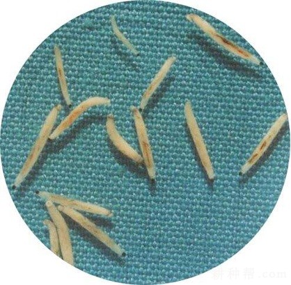 大蒜如何防治韭菜迟眼蕈蚊？