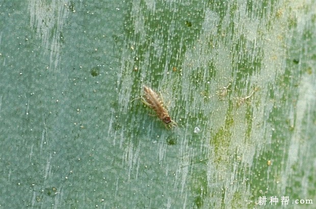 大蒜如何防治葱蓟马？