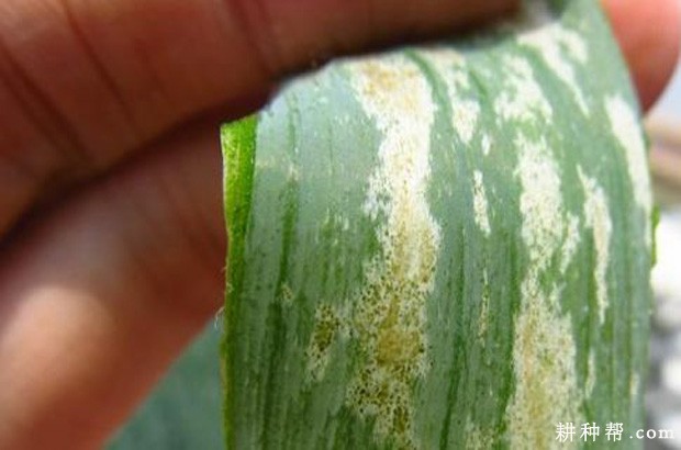 大蒜如何防治葱蓟马？