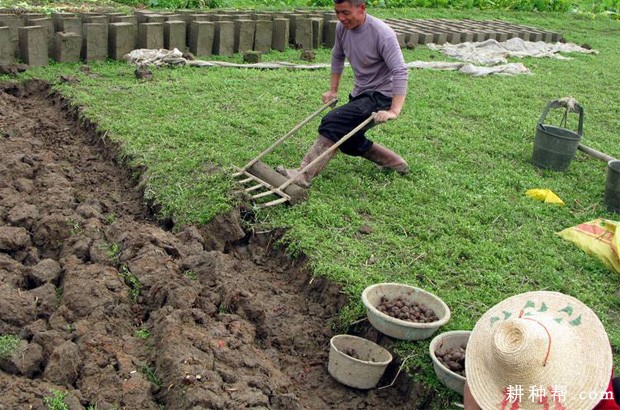 马蹄如何采收？