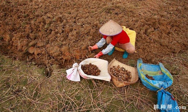 马蹄如何采收？