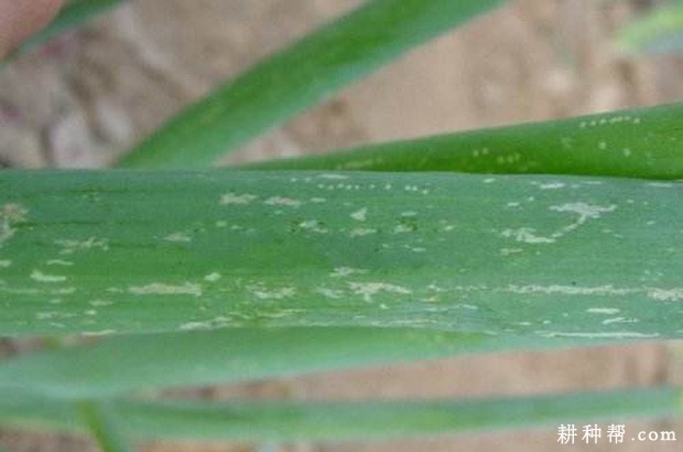 大蒜如何防治葱蓟马？