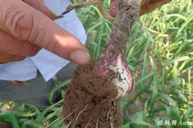 大蒜如何防治蒜蛆？